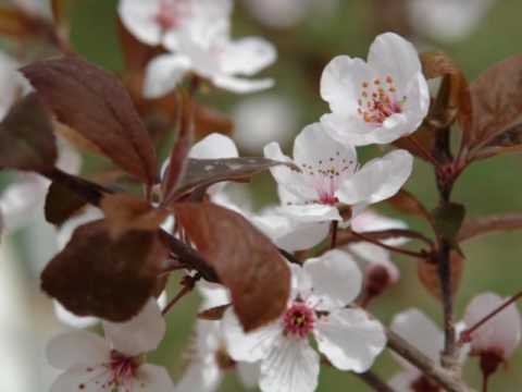 بابا طاهر عریان همدانی