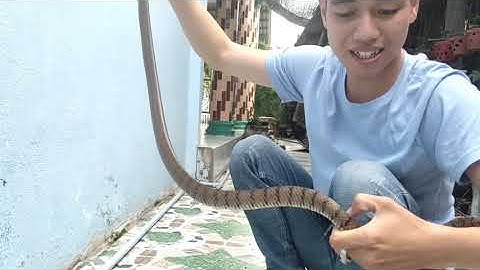 #đammelavotan# Chia Sẻ Cách Phân Biệt Các Loại Rắn Mình Thường Bẫy Được.