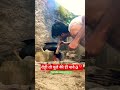 गांव के दैशी बालक 🇮🇳❤️ #village #villagelifestyle #indiavillagereallife #home #shorts sanepersonVJ