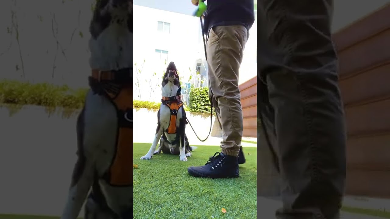Training A Dog Not To Pull On Leash