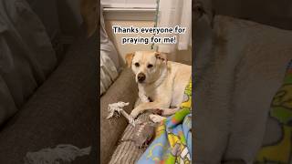 Lily Thanks Everyone For Prayers For Her Hurt Leg. Thanks For The Comments Too