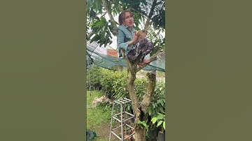 Cô Gái Thất Tình Sơ Hở Là Tiểu Phẩm Và Cái Kết || Cả Nhà Xem Vui follow Đăng Ký Kênh Ủng Hộ Nhé