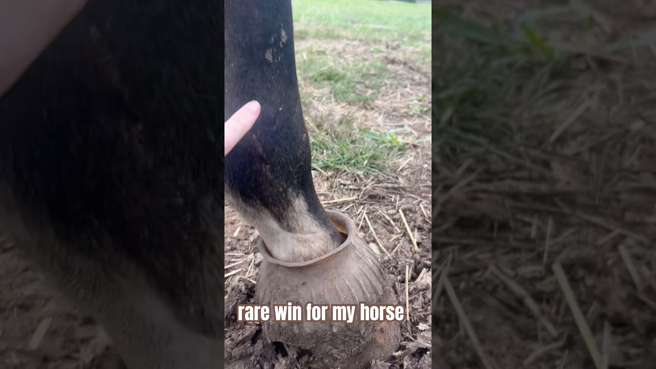 It’s always something w horses man 