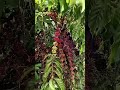 Panen kopi mereka tidak tanggung tanggung #farming #agrikultur #agriculture #teknikpertanian #nature