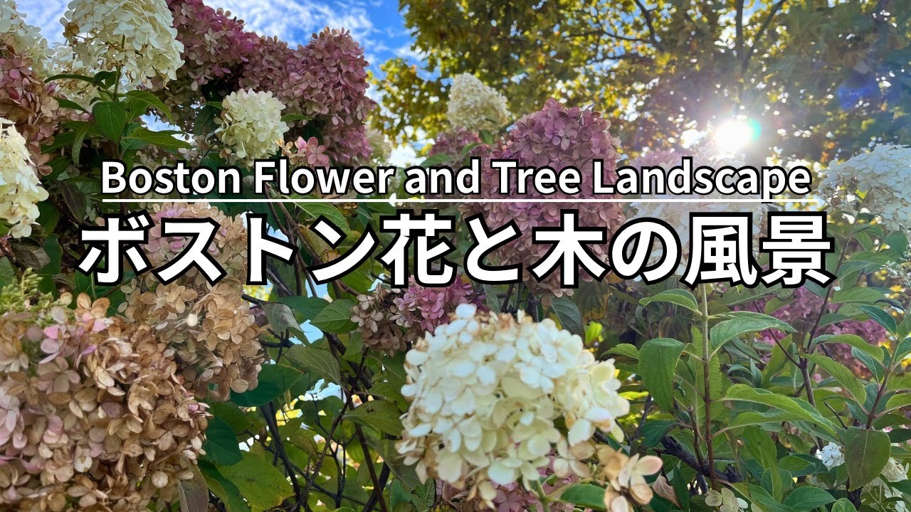 ボストン花と木の風景【Boston Flower and Tree Landscape】
