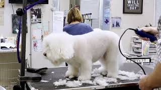 Poodle Gets Fluffy Haircut