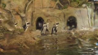 Penguins In Ahmedabad Science City 🐧🐧🐧 Aquatic Gallary Science City Biggest Science City of India