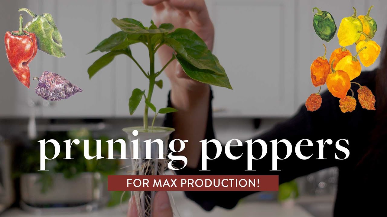 how-to-prune-peppers-for-maximum-yield-growing-indoors-in-aerogarden