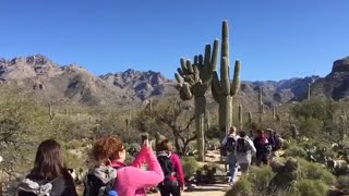 Saguaro superstar of Sabino Canyon