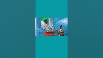 LLMs Are Just Parrots on Steroids (Seriously)