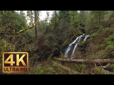 Βίντεο: Χαλαρώστε στο Lake Quinault Lodge στην Ολυμπιακή Χερσόνησο της Ουάσιγκτον