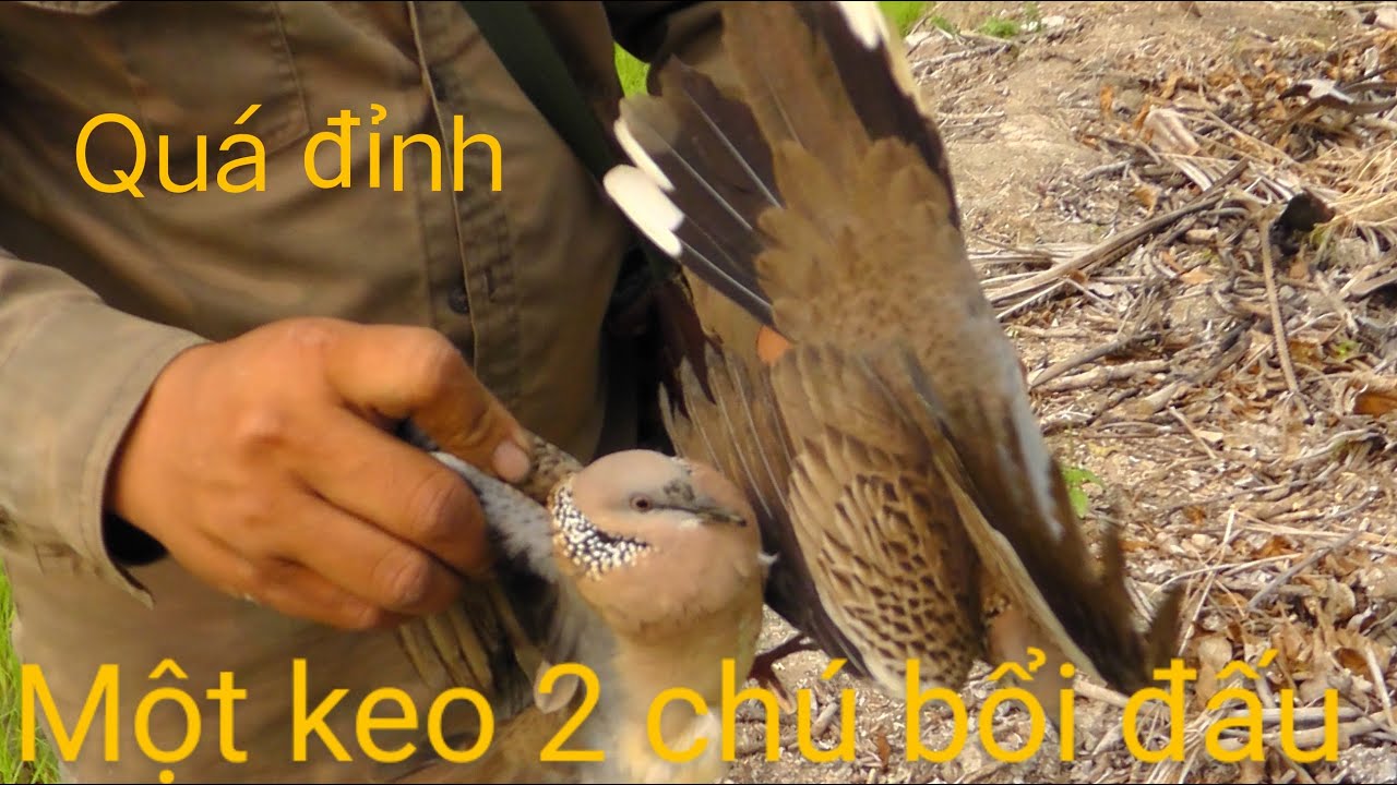 # Hiểu cu gáy # 1 cọi 2 con bỗi quá đã.?