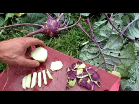 Growing And Picking Garden Kohlrabi A Great Vegetable-11-08-2015