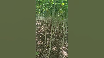#singkong celeng umur 5 bulan siap bongkar