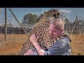 RESCUED CHEETAH SENDS EVERYONE INTO TEARS AFTER SEEING HIS ‘ADOPTIVE DAD.