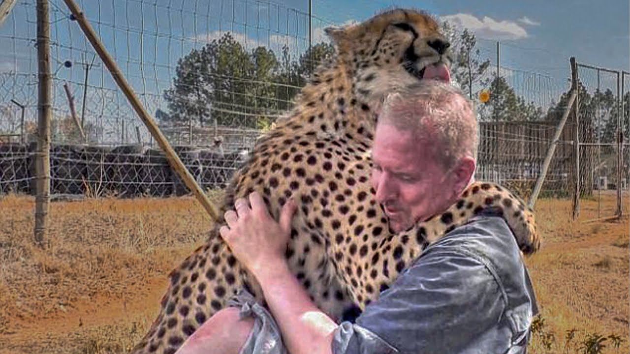 RESCUED CHEETAH SENDS EVERYONE INTO TEARS AFTER SEEING HIS ‘ADOPTIVE