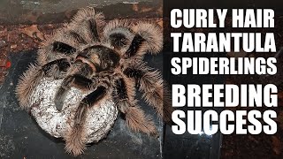 Curly hair tarantula spiderlings have emerged! by bugsnstuff 783 views 2 years ago 1 minute, 23 seconds