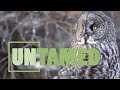 Owls; Nature's Amazing Nocturnal Predators