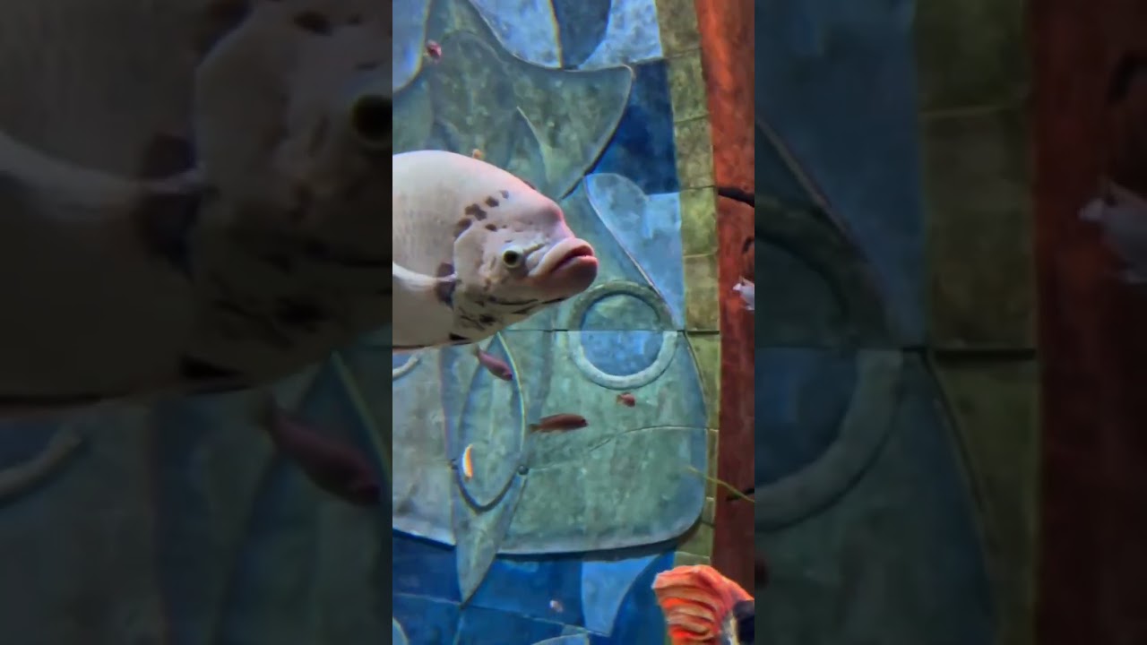 Отель Атлантис, Дубай, 2024 Приглашаю на виртуальную рыбалку!