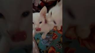 Who Is Your Cat’s Favourite Person? 😻🤍 #shorts #youtubegrowth #viral #viralshorts