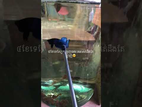 កូនសំបុក ធ្មេញមុតសាហាវ