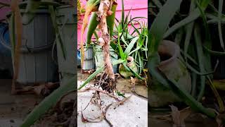 shorts Aloe Verarepot Aloe Vera Plantdividing  Report Aloe Veraaloeveraplant howtogrowaloevera