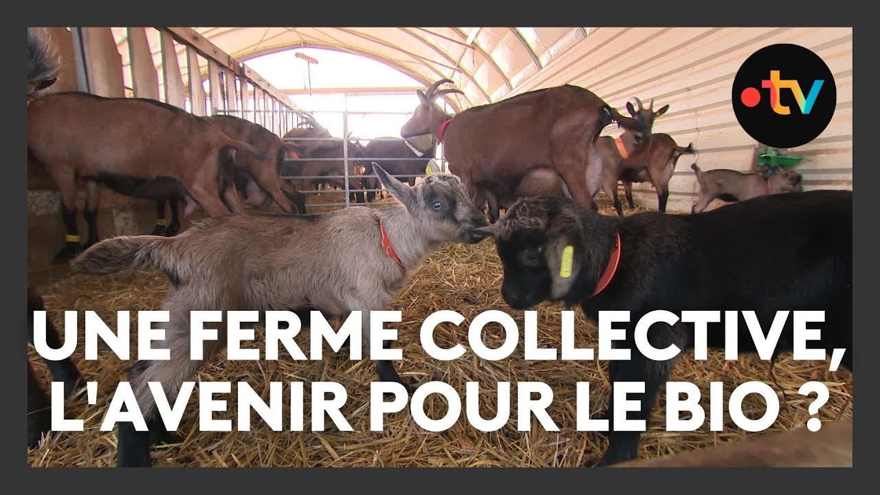 Une ferme collective, l'avenir pour le bio en crise ?