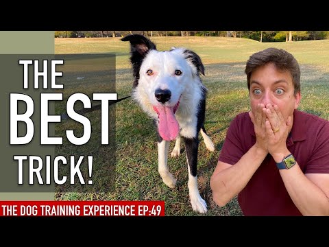 the-coolest-trick-i’ve-taught-my-dog-so-far!