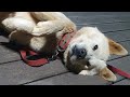🐶크리스마스엔 산이처럼(미업로드 모음집)