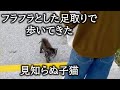 空腹で衰弱し、悲しく鳴きながら男の子に歩み寄ってきた傷だらけの子猫。【猫の感動する話】 #子猫 #保護猫 #感動 #感動する話 #cats #cat #animals #catvideos