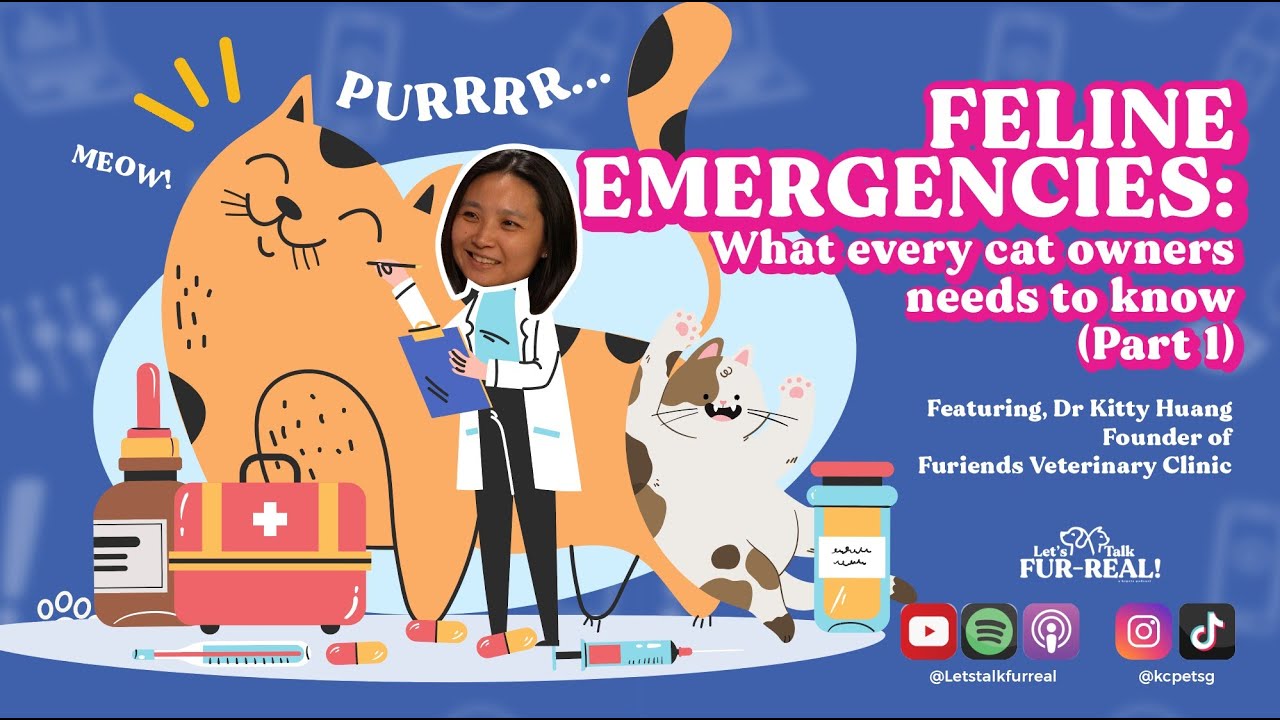 Feline Emergencies: What Every Cat Owner Needs to Know (Part 1)