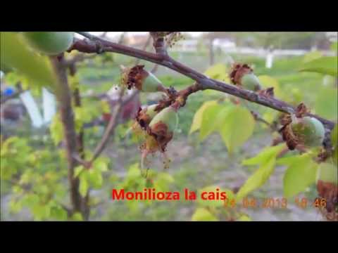 Monilioza la cais 24 04 2013-monilia the apricot