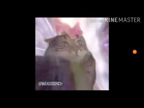 Cat transcendence