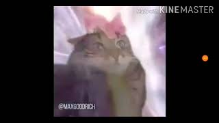 Cat transcendence