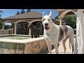 Talkative Great Dane Asks To Go Out To Swim In The Pool