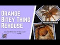 Orange Baboon Tarantula OBT (Pterinochilus murinus) Rehousing- Goliath Arachnids
