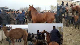 ТОПТУ ЖАРГАН ЧОН КУЛУК АТТАР КУНАНДАР ОЗГОН 18/11/2019