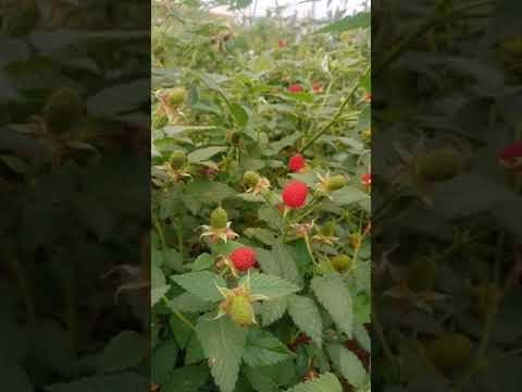 Artherton raspberry farming in Kenya. #Berries #raspberry #wineberry #organicberries