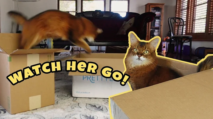 Video 11311661: somali cat, hilarious cat