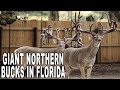 One of the best Deer Farms in the Galaxy! | Deer Farming