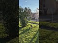 Southern Lapwing Bird Dive Bombs Pitbull and Pecks It to Defend Nest