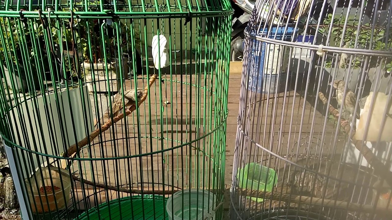 Cara menjodokan burung Sanger X Sanger 