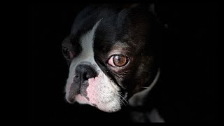 Our Beautiful Boston Terrier Poppy 🥰 by Poppy the Boston Terrier  1,215 views 8 months ago 4 minutes, 29 seconds