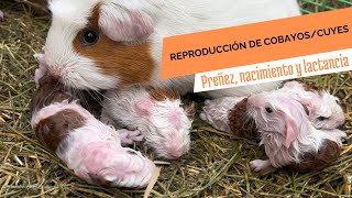 Reproducción de cobayos/cuyes 🐹 (preñez, parto y lactancia)