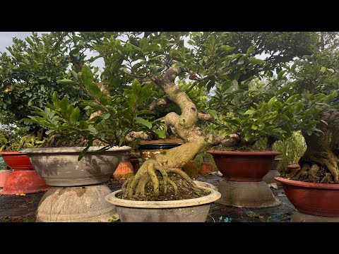 Video Chọn cây cốt cành đẹp- chơi đường dài và giá trị kinh... - youtube