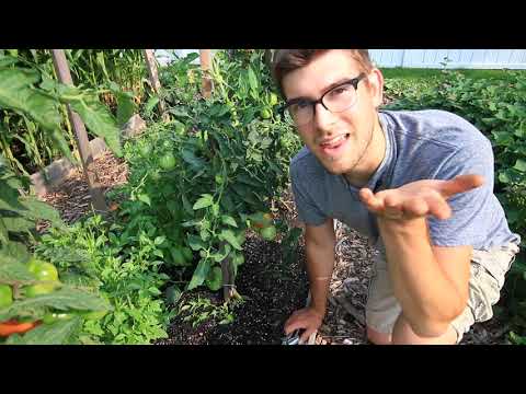 Video: Når blir tomater røde?