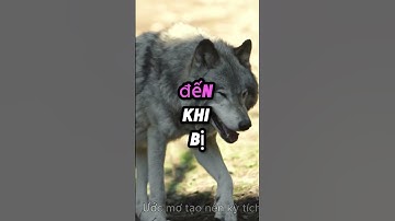 Muốn thành công hãy sống như loài sói  #uocmotaonenkytich #dongluc #baihoccuocsong #thanhcong