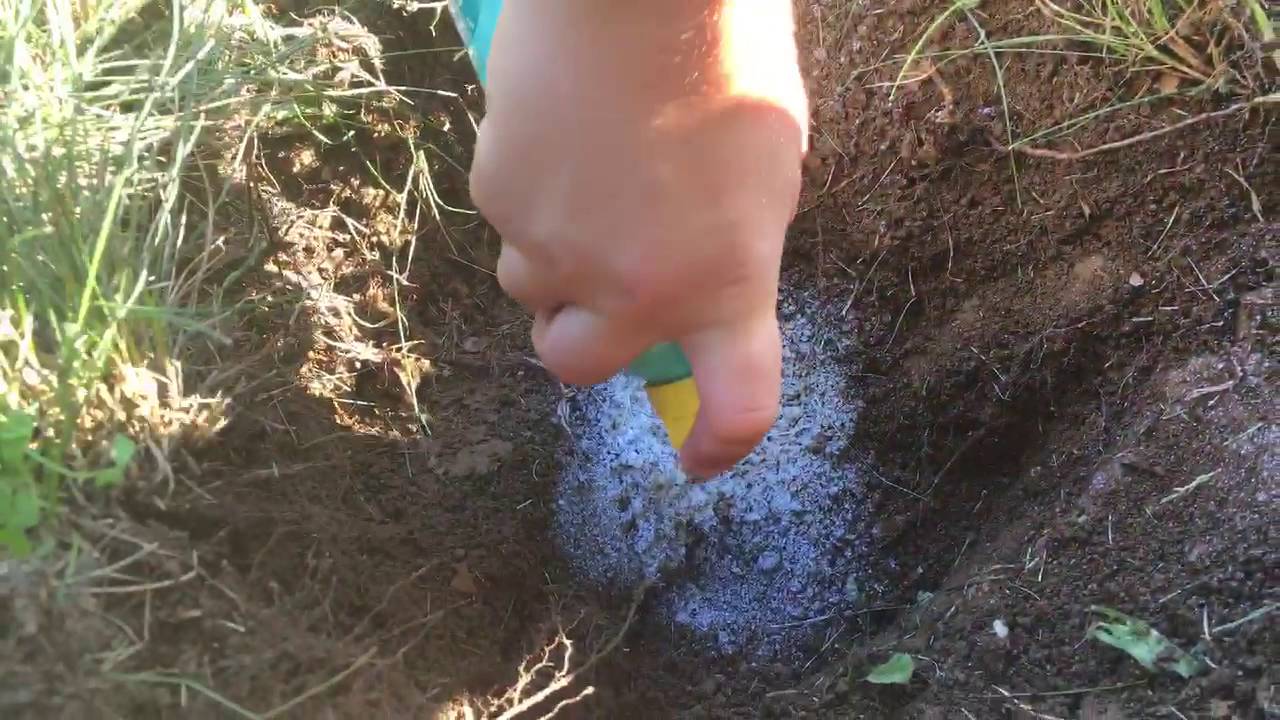 Digging up a yellow jacket nest! Simply Just Kidz! YouTube