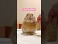反応が薄いウサギさんにイタズラしてみた #うさぎのうい #bunny #shorts