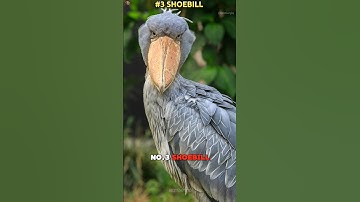 The scariest bird calls you